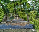 梁村花石第二批葡萄成熟啦，40亩葡萄等你开摘！
